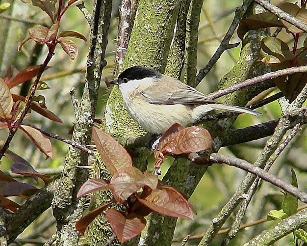 marsh tit